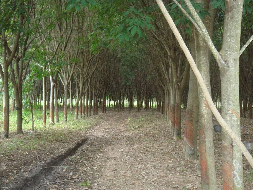 Rows of rubber trees on a plantation in Thailand